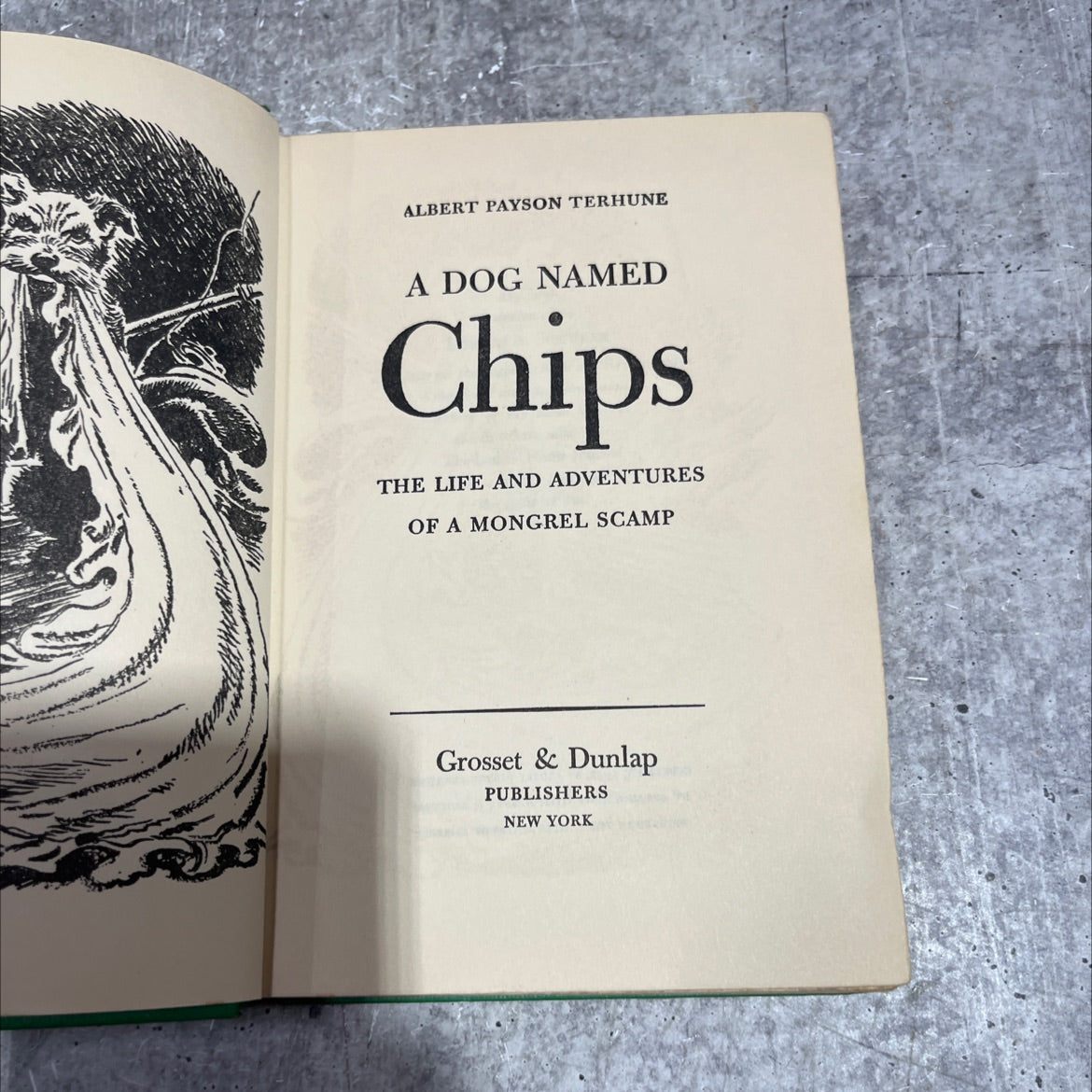 a dog named chips the life and adventures of a mongrel scamp book, by albert payson terhune, 1931 Hardcover image 2