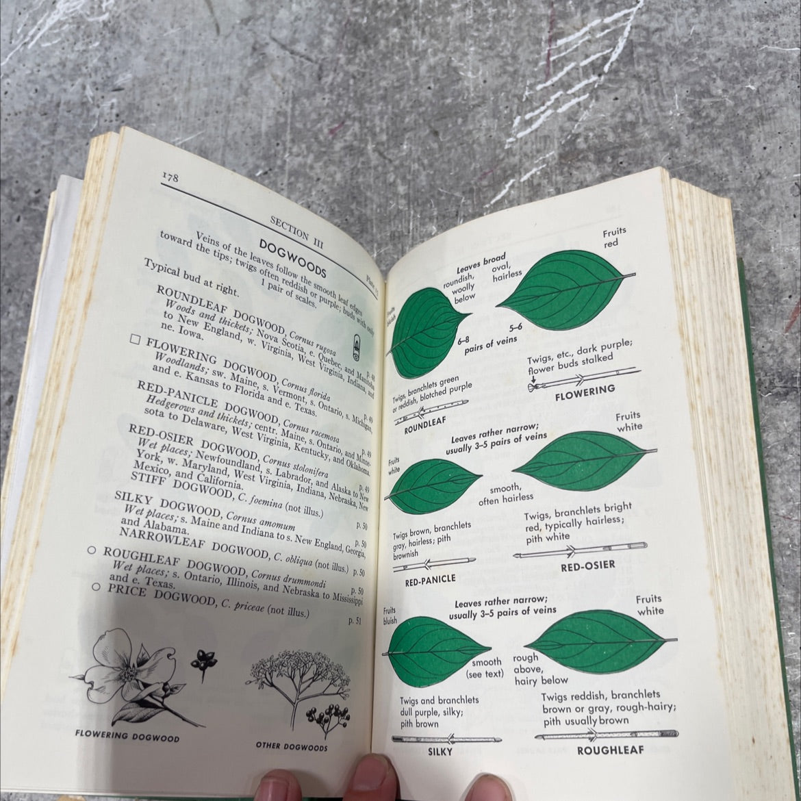 a field guide to trees and shrubs book, by george a. petrides, 1958 Hardcover image 4