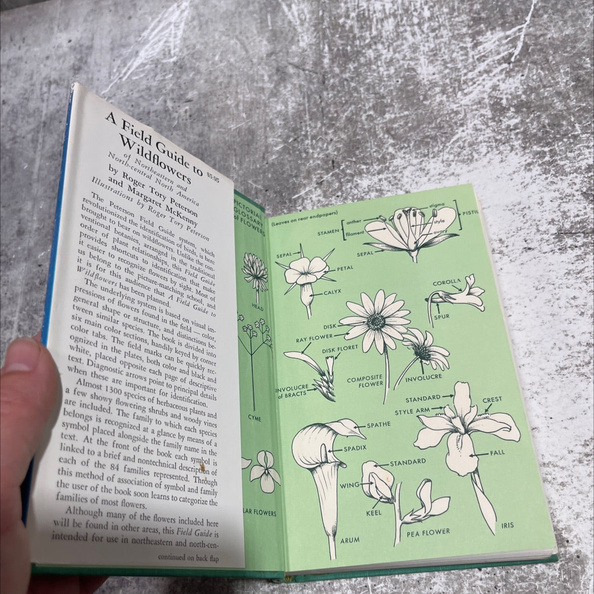 a field guide to wildflowers of northeastern and north-central north america book, by roger tory peterson and margaret image 4