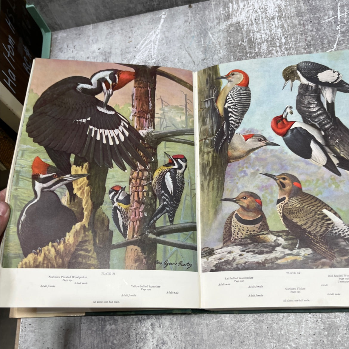 a natural history of american birds of eastern and central north america book, by edward howe forbush, 1955 Hardcover image 4