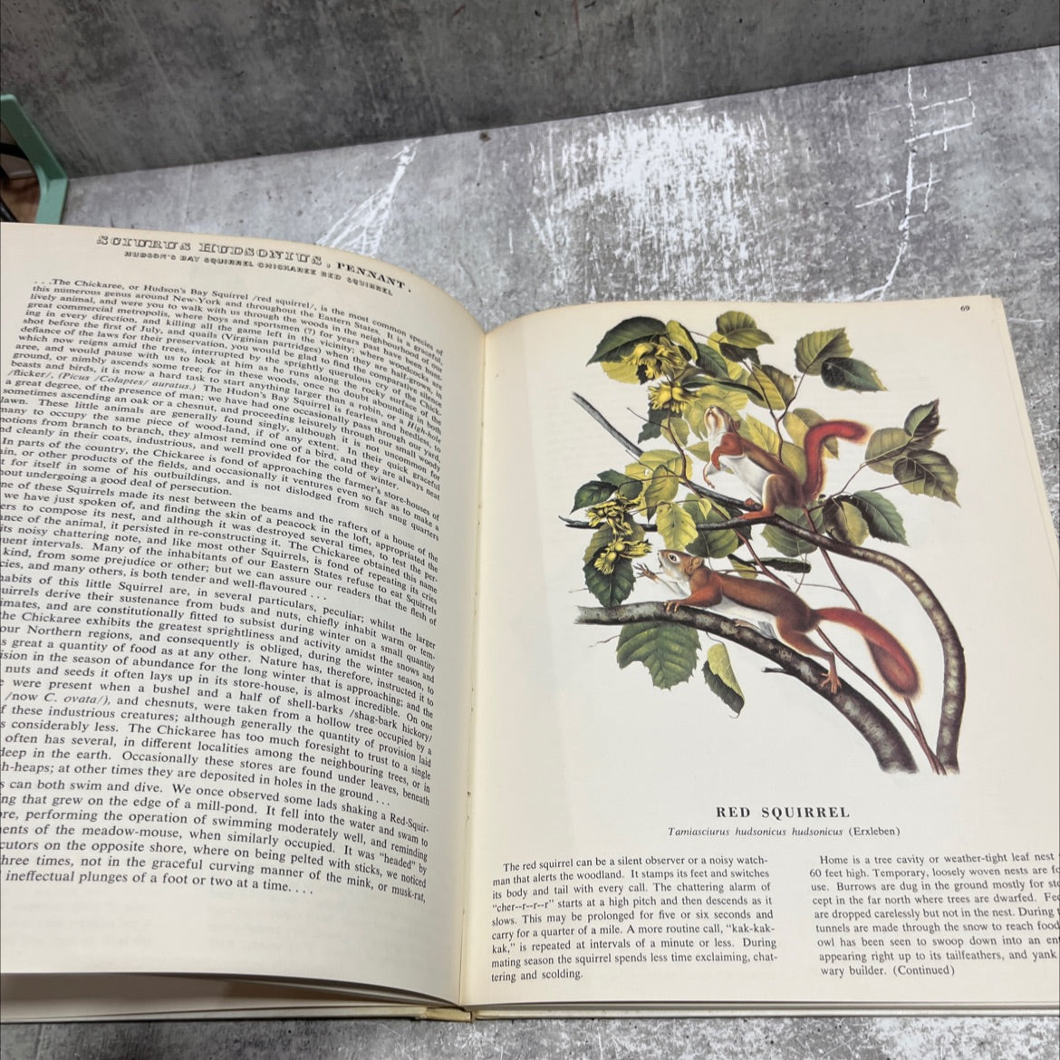 a selected treasury for sportsmen audubon game animals book, by John James Audubon, F. R.S. and The Rev. John Bachman, image 4