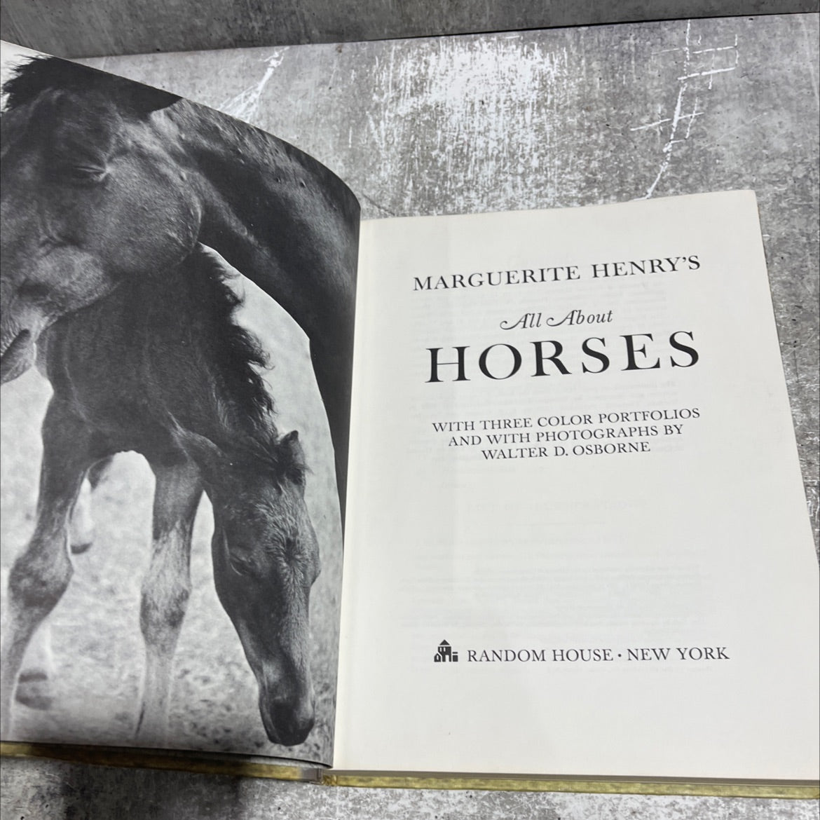 all about horses book, by marguerite henry, 1967 Hardcover image 2