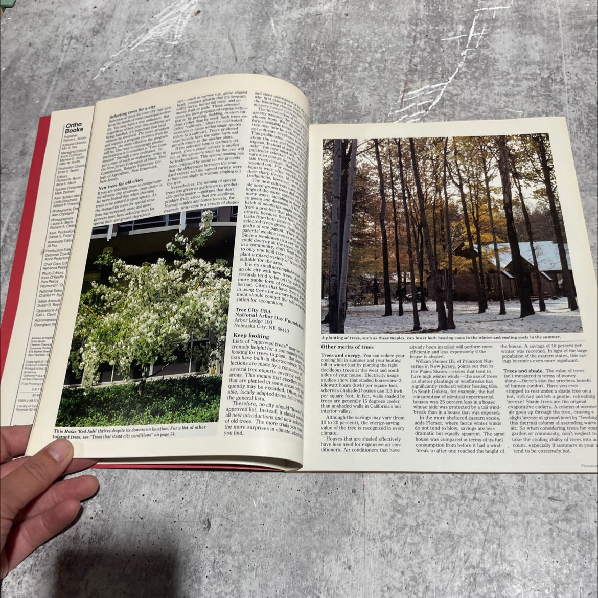 all about trees book, by Franklin J. Chan, Arbonat, Francis Ching, William Collins, and others, 1982 Paperback image 4