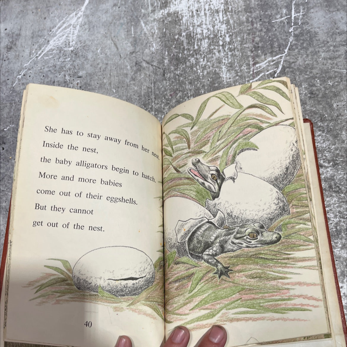 alligator book, by Evelyn Shaw, 1972 Hardcover image 4