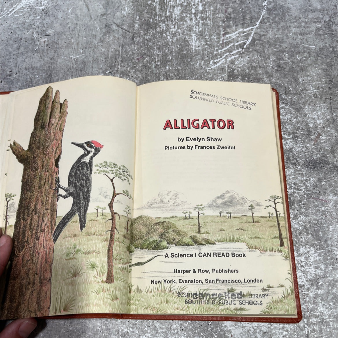 alligator book, by Evelyn Shaw, 1972 Hardcover image 2