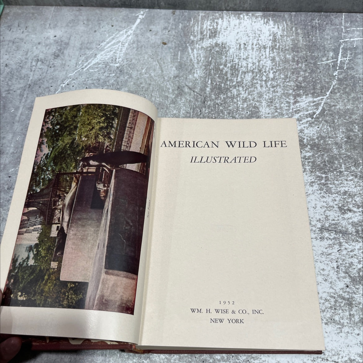 american wild life illustrated book, by unknown, 1952 Hardcover image 2