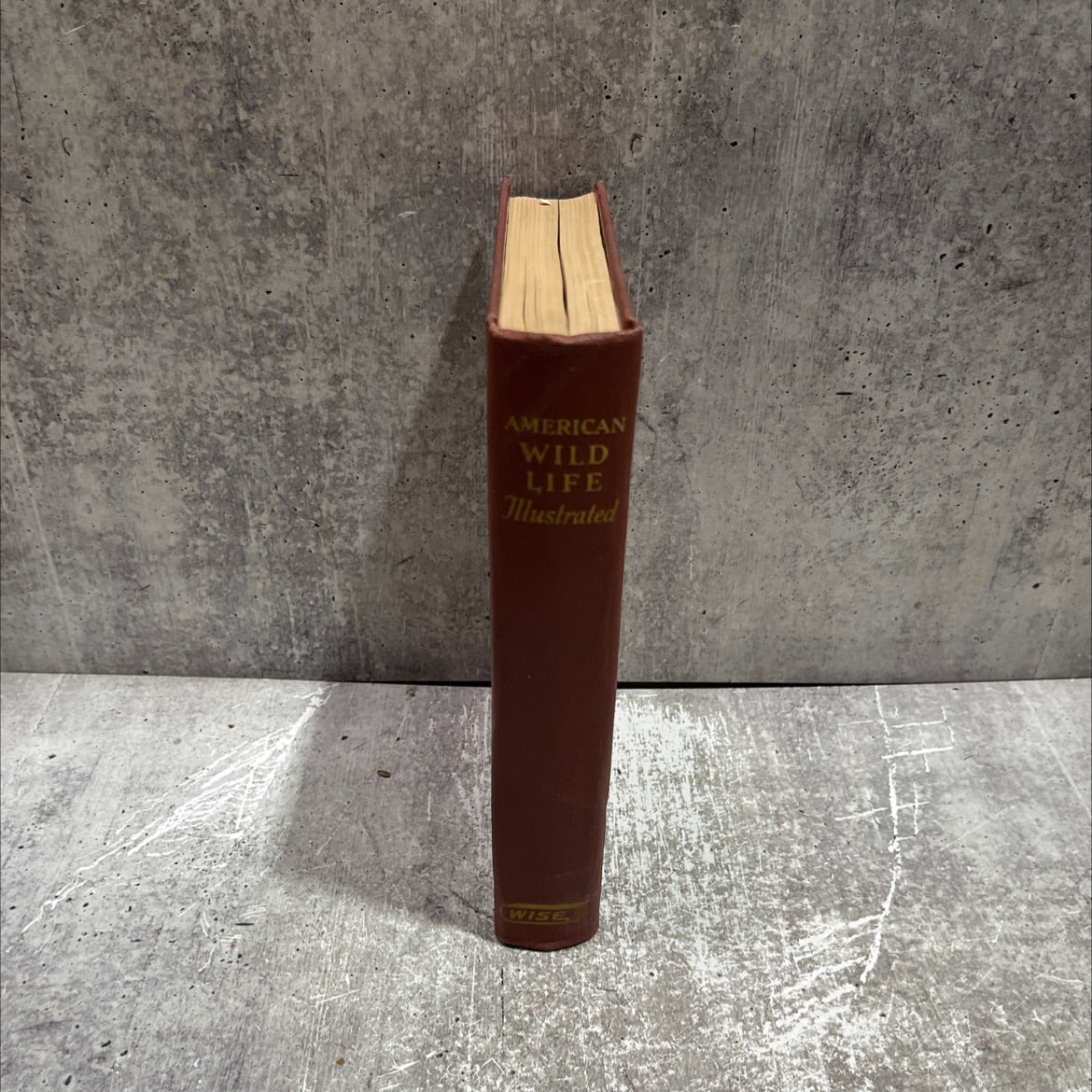 american wild life illustrated book, by unknown, 1952 Hardcover image 4