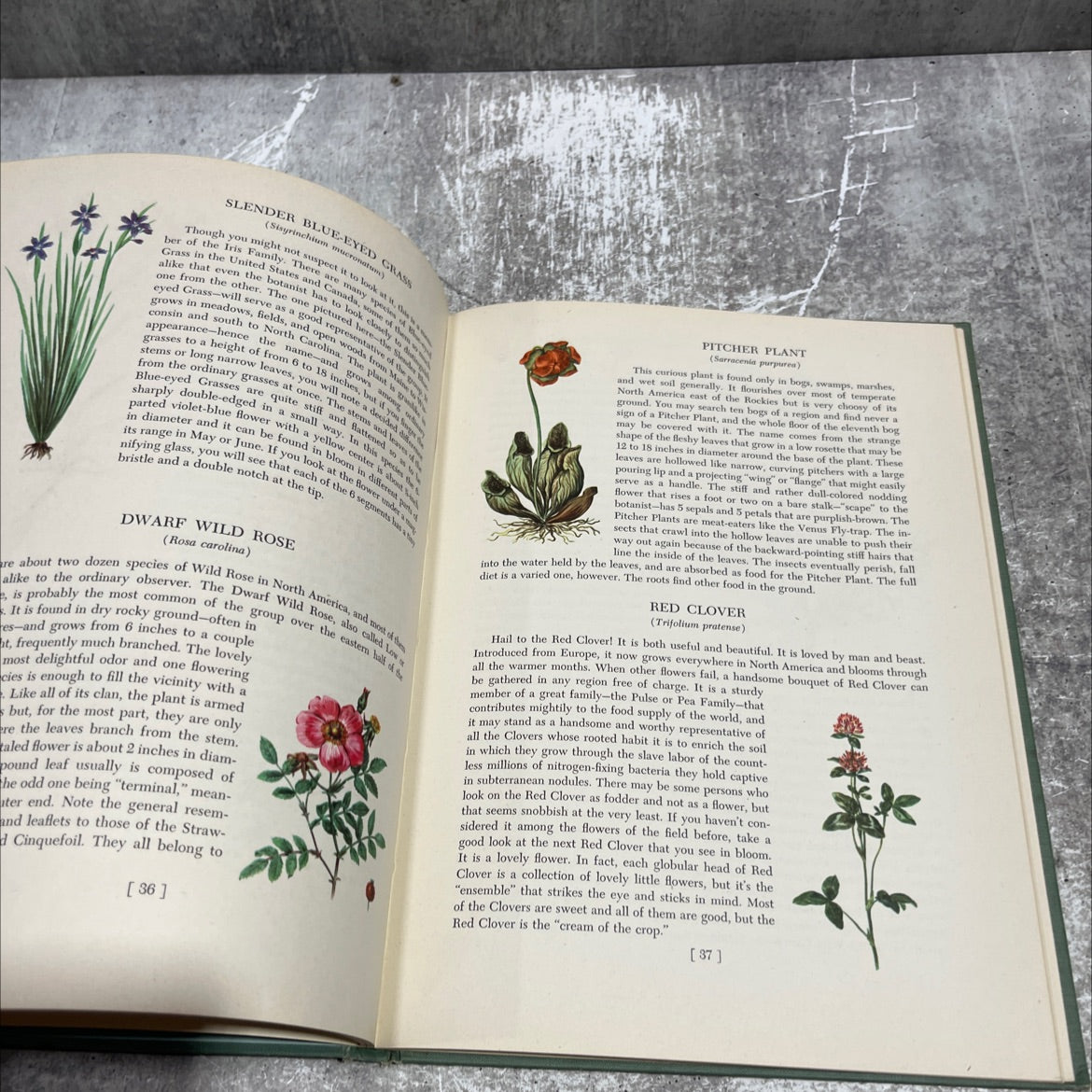 an introduction to wild flowers book, by john kieran, 1952 Hardcover image 4