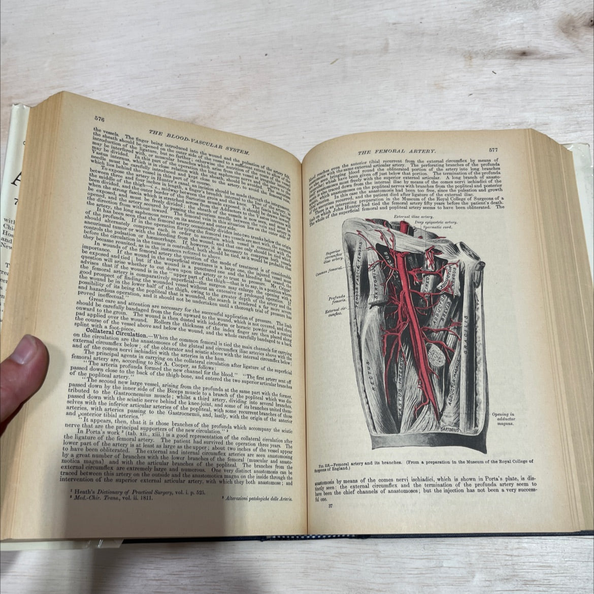 anatomy descriptive and surgical book, by henry gray, 1977 Hardcover image 4