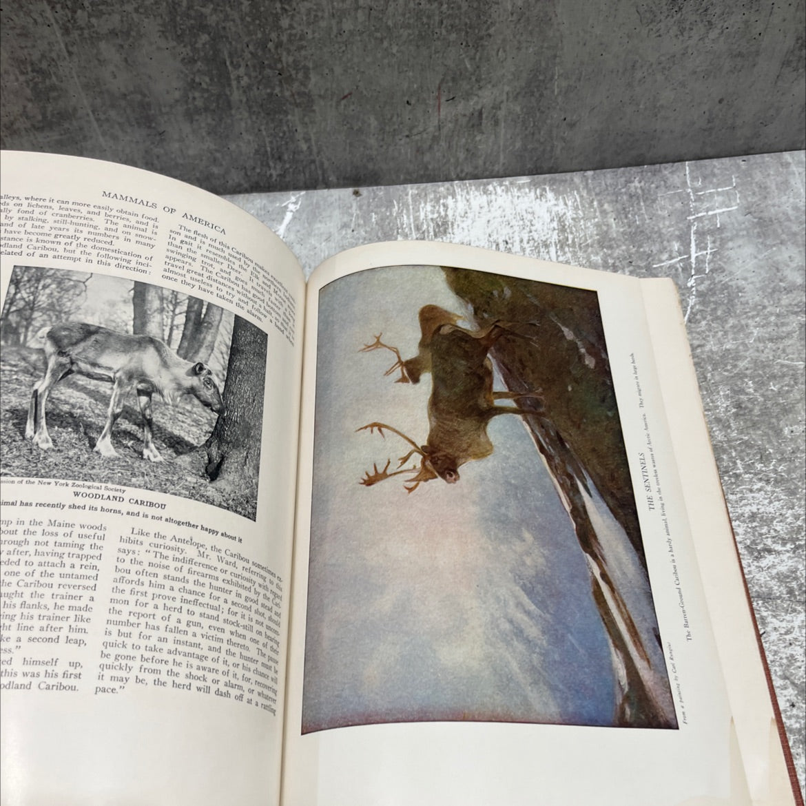 animals of america mammals of america book, by H. E. Anthony, 1937 Hardcover image 4