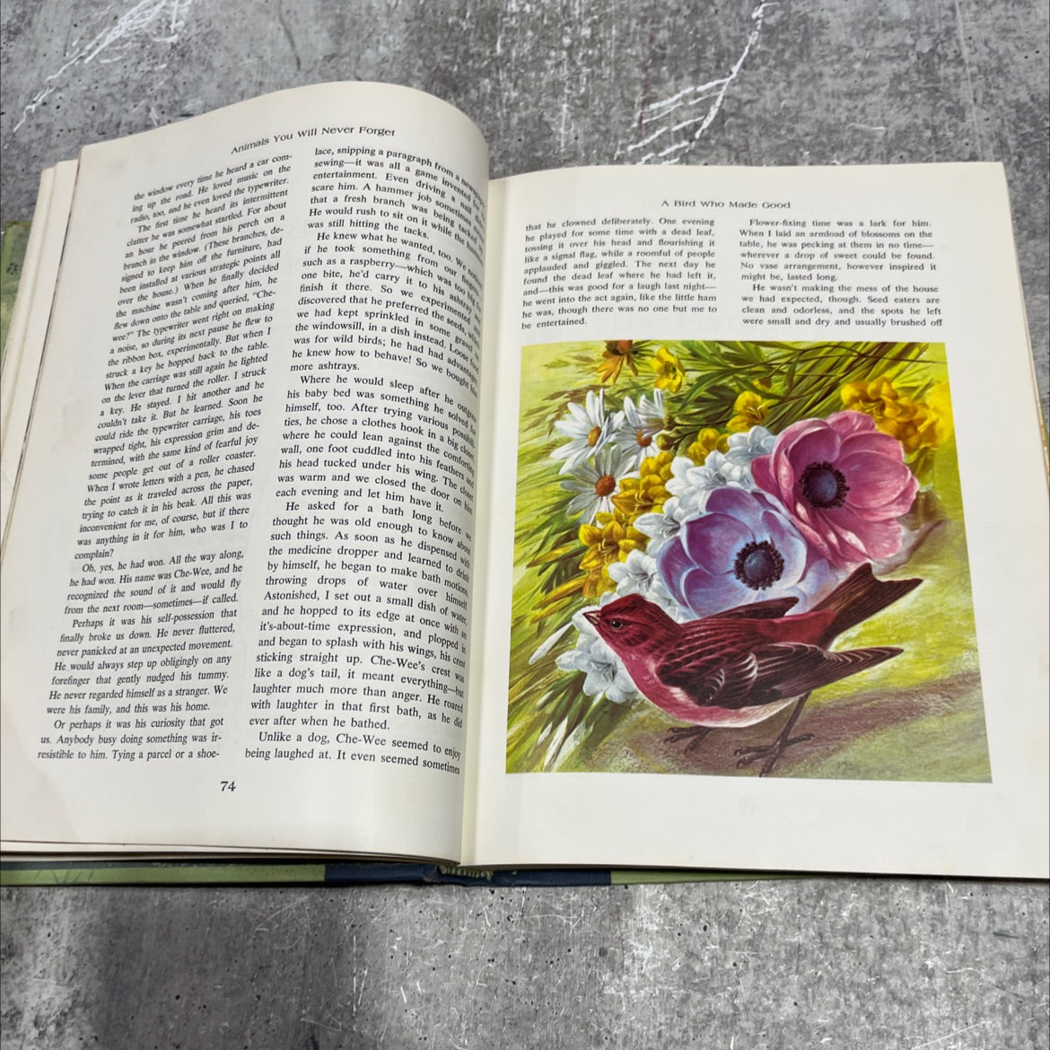 animals you will never forget book, by unknown, 1969 Hardcover image 4