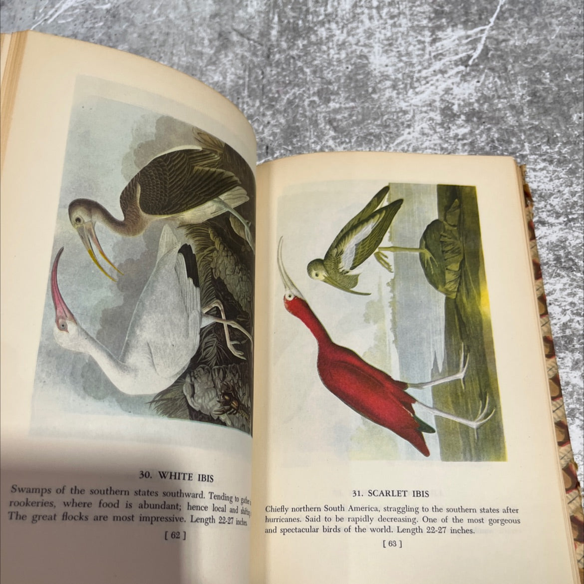 audubon's birds of america book, by ludlow griscom, 1950 Hardcover image 4