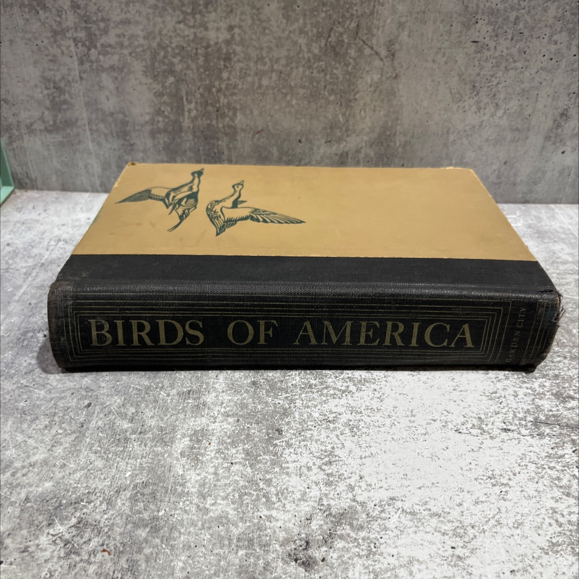 birds of america book, by t. gilbert pearson, 1936 Hardcover image 4