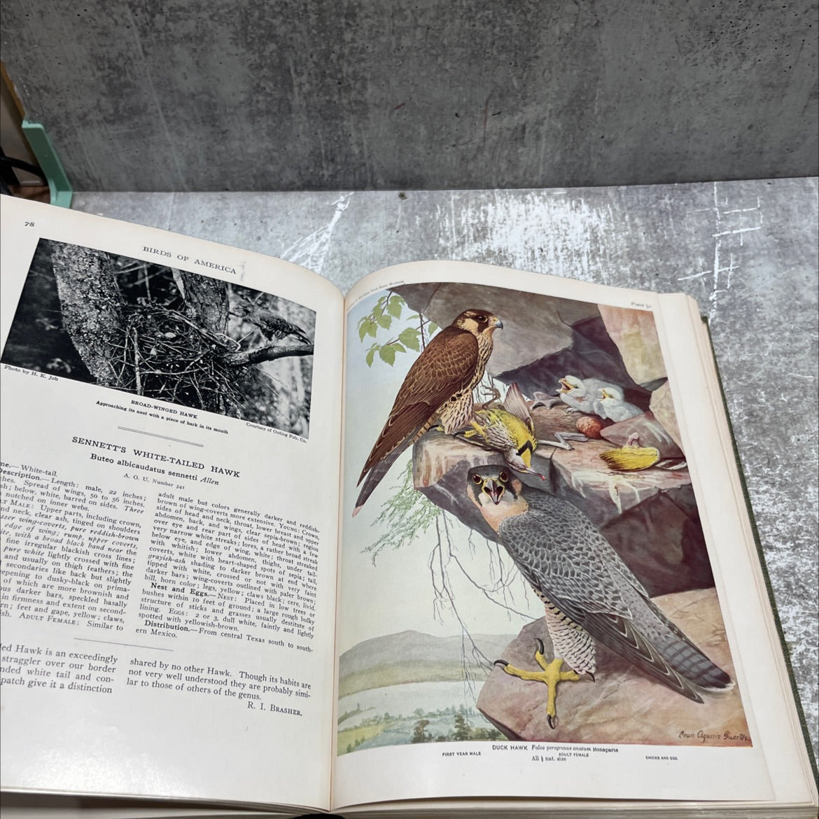 birds of america book, by louis agassiz fuertes, 1936 Hardcover image 4