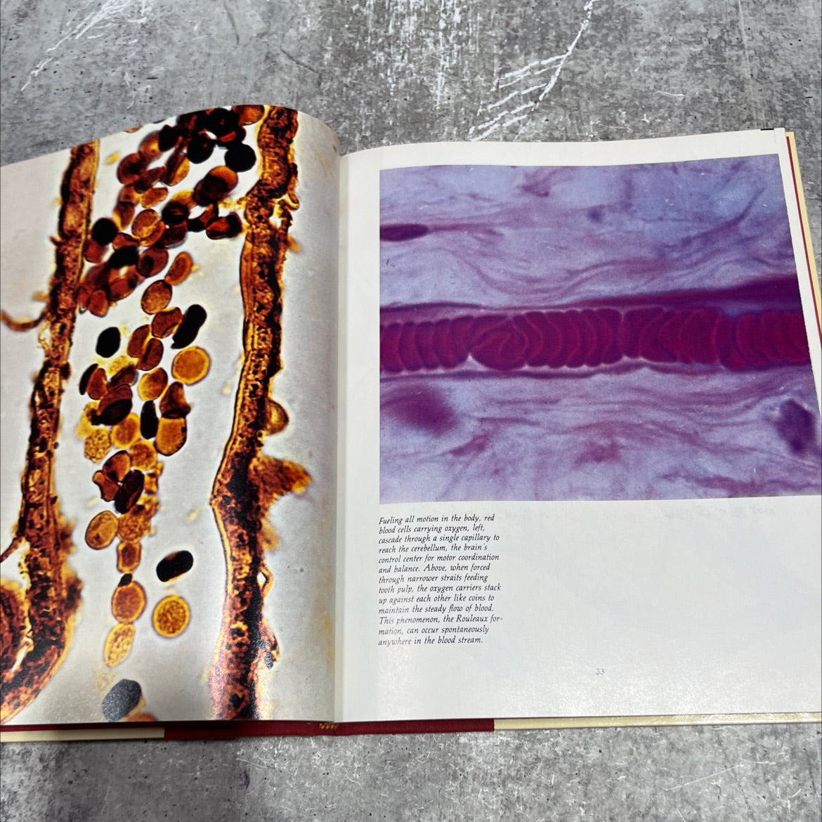 blood: the river of life book, by Jake Page, 1981 Hardcover image 4