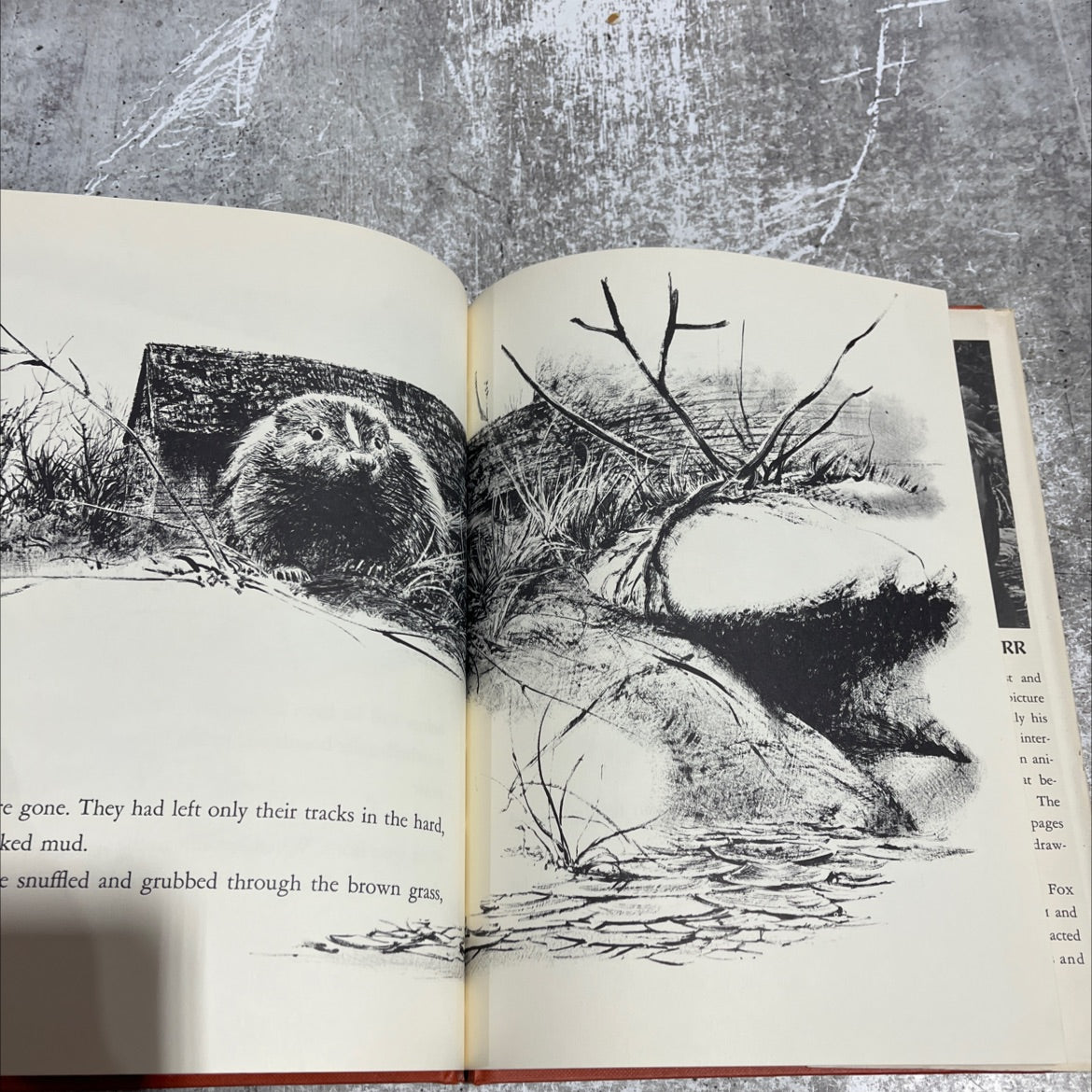 boston the barn book, by john schoenherr, 1968 Hardcover image 4