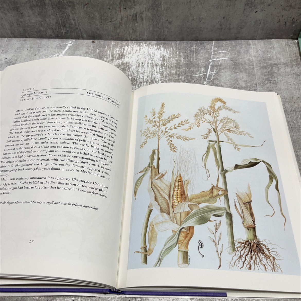 botanical masters plant portraits by contemporary artists book, by William T. Stearn, 1990 Hardcover image 4