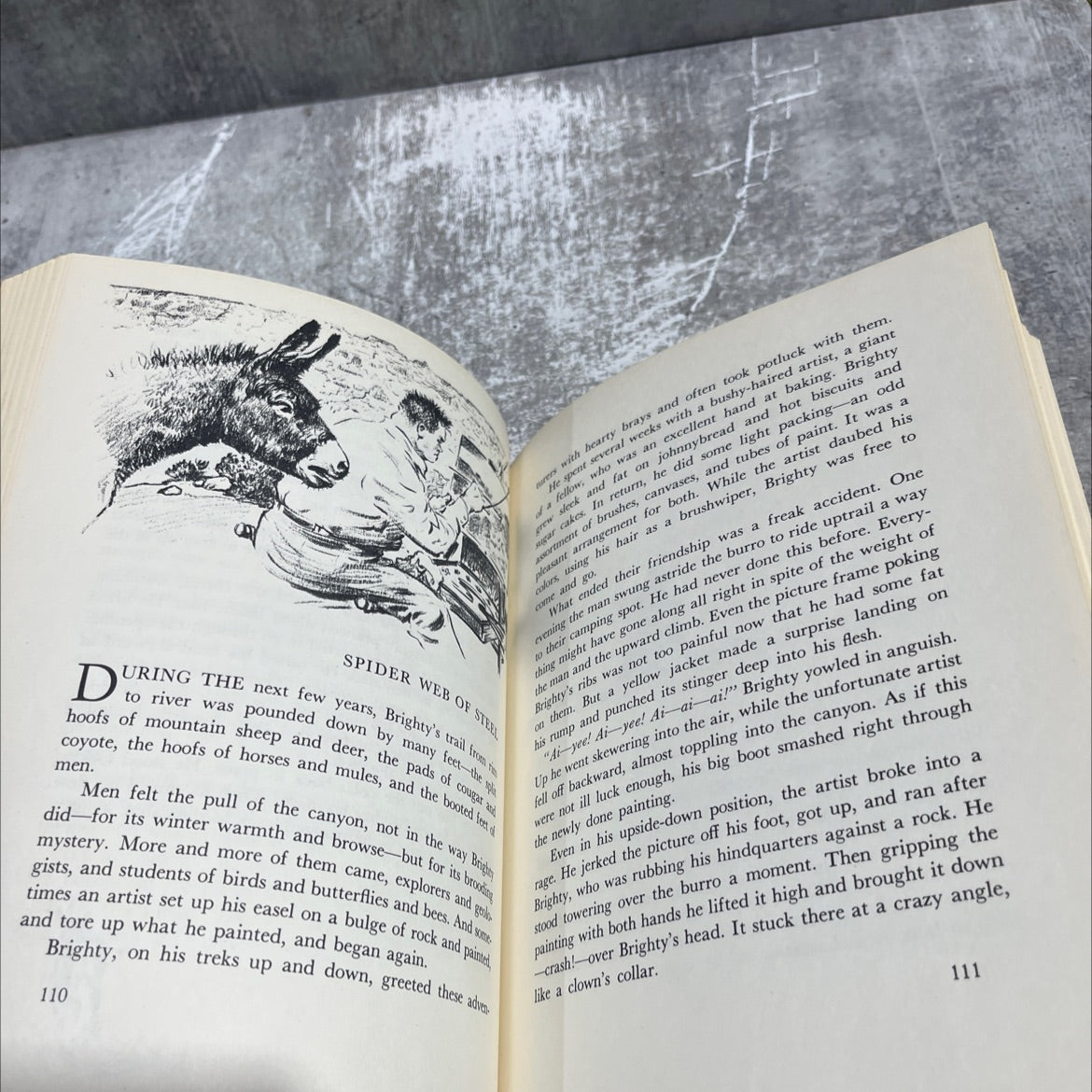 brighty of the grand canyon book, by marguerite henry, 1961 Hardcover image 4