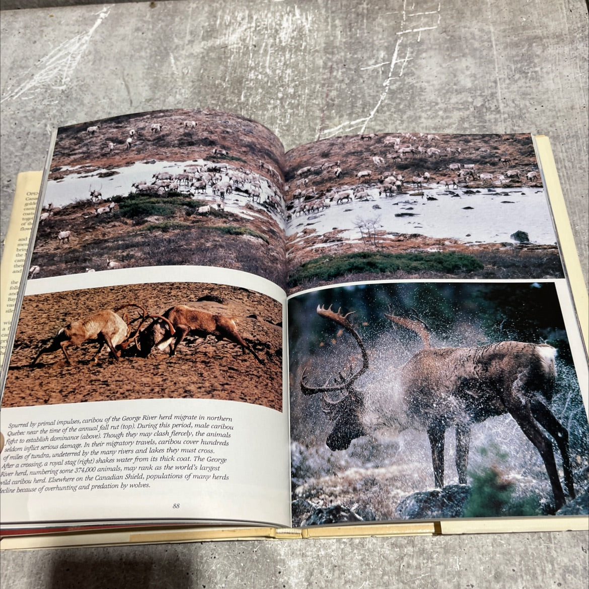 canada's wilderness lands book, by special publications division national geographic society, 1987 Hardcover image 4