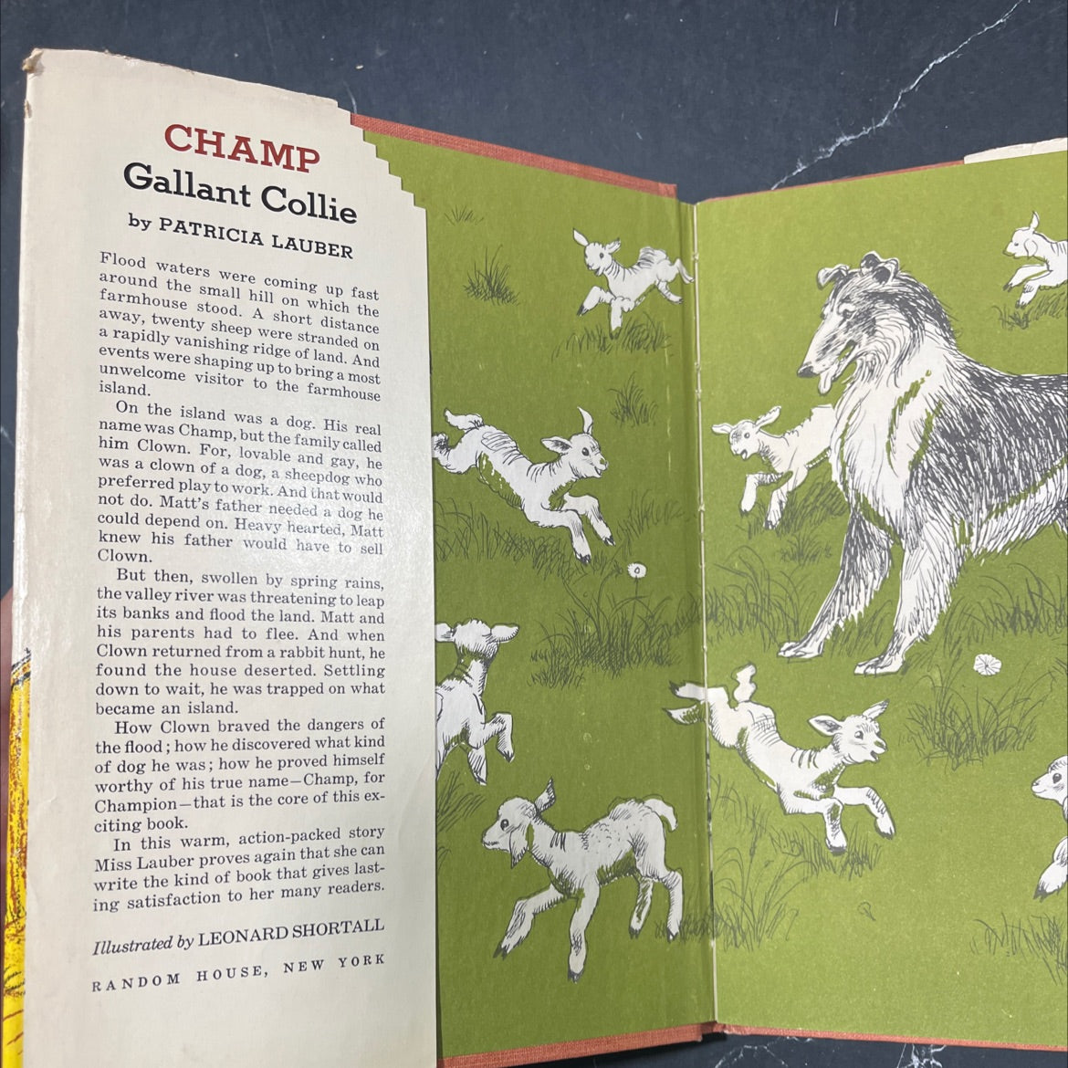 champ gallant collie book, by patricia lauber, 1960 Hardcover image 4