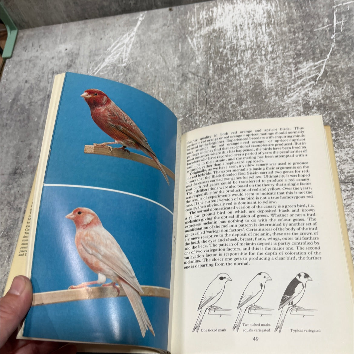 colored canaries book, by G. B. R. Walker, 1977 Hardcover image 4