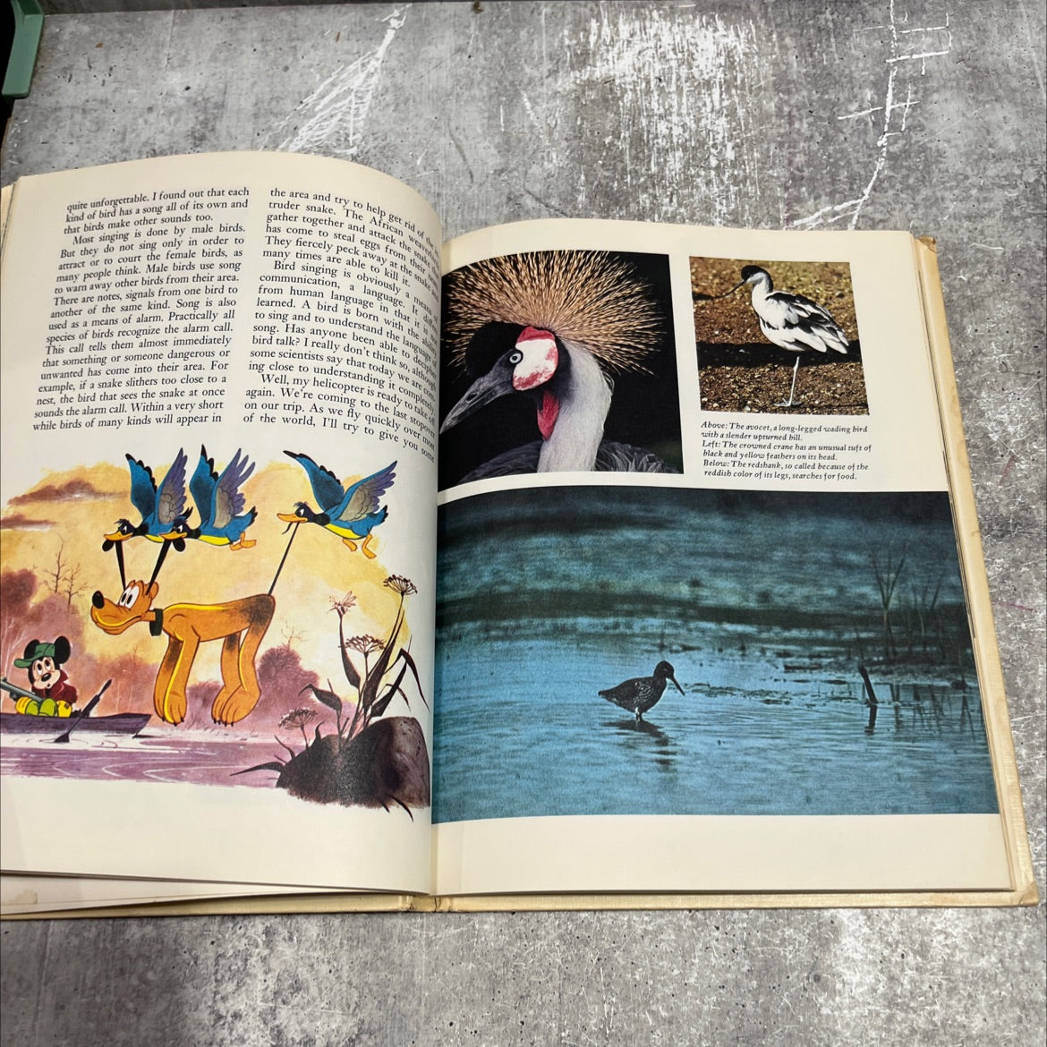 disney's wonderful world of knowledge book, by robert b. clarke, robert g. bartner, gilbert evans, jack jaget, 1971 image 4