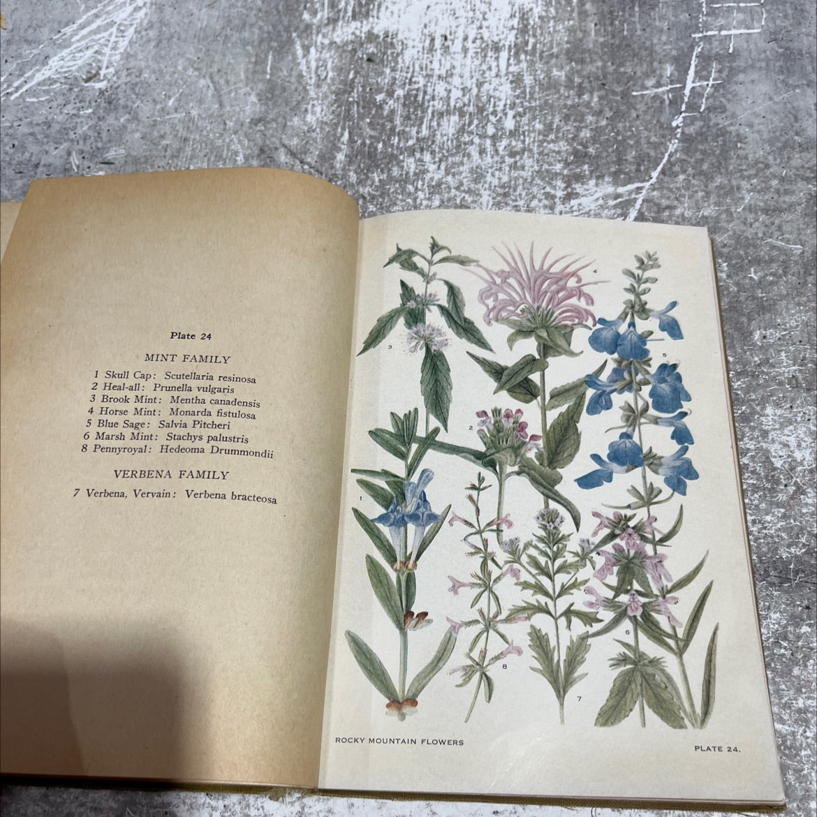 flowers of mountain and plain book, by Edith S. Clements, 1926 Hardcover image 4