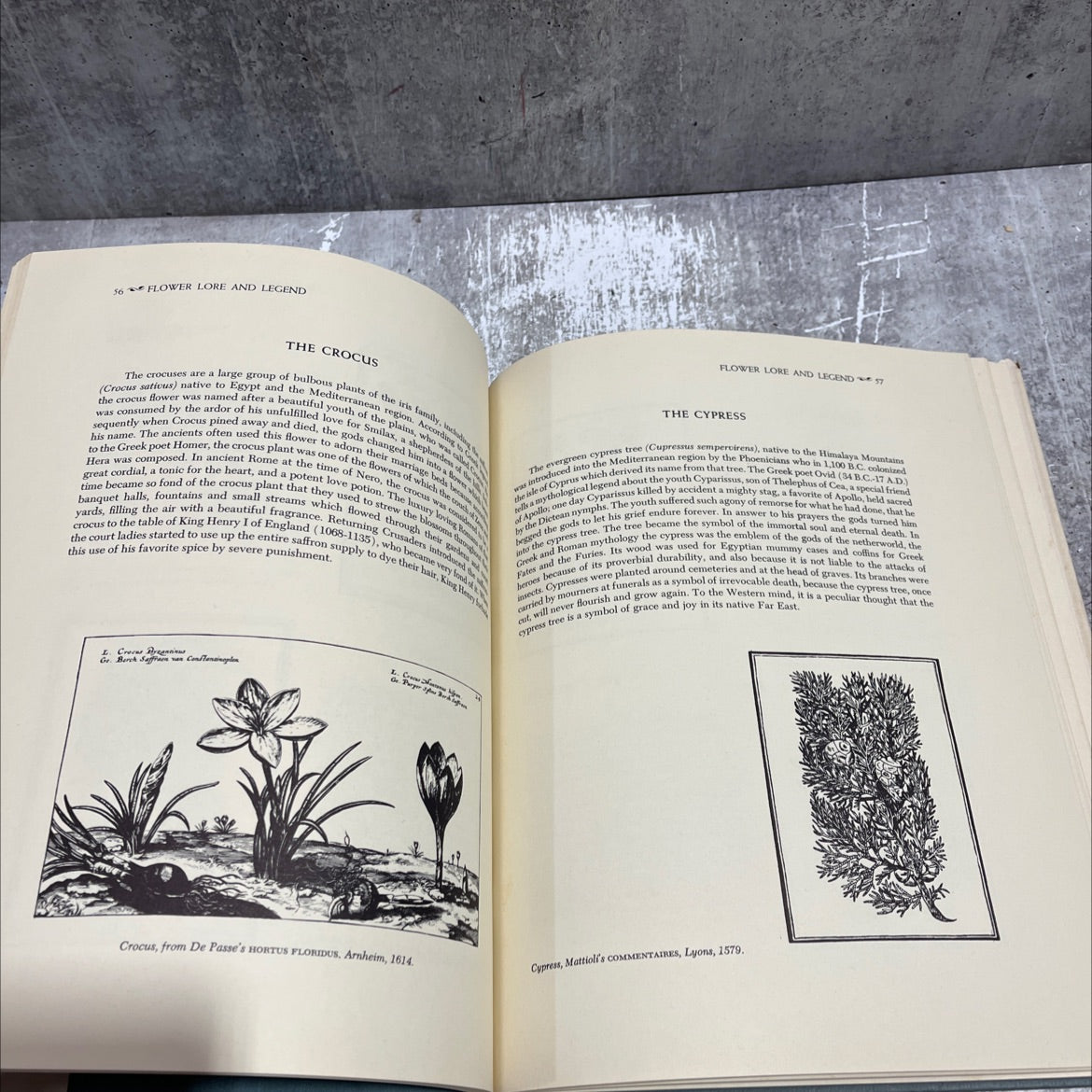 folklore and symbolism of flowers, plants and trees book, by ernst and johanna lehner, 1960 Hardcover image 4