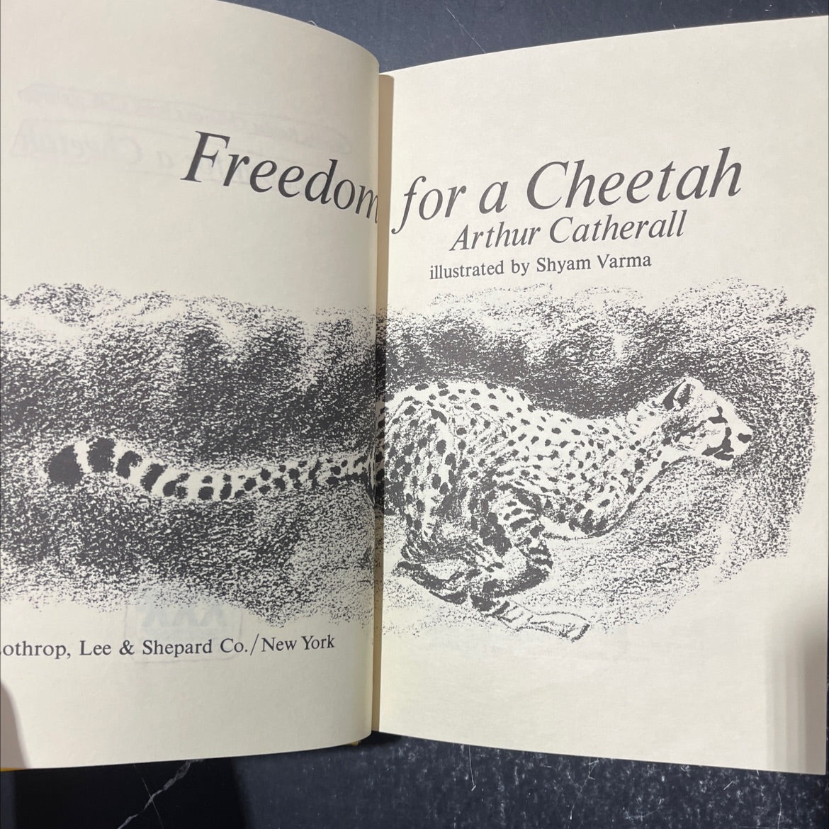 freedom for a cheetah book, by Arthur Catherall, 1971 Hardcover image 2