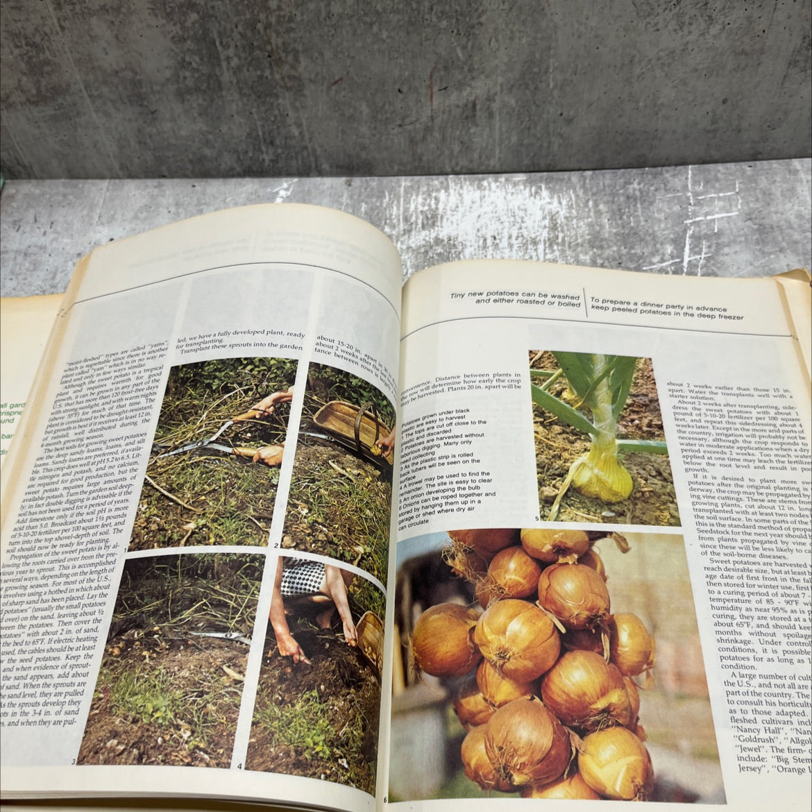 growing for cooking book, by unknown, 1974 Hardcover image 4