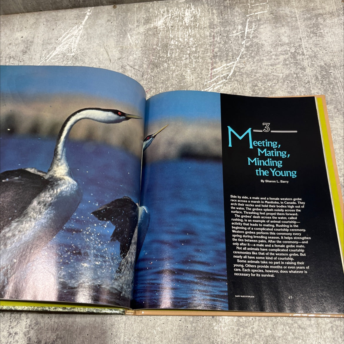 how animals behave book, by anthony bannister, 1984 Hardcover image 4