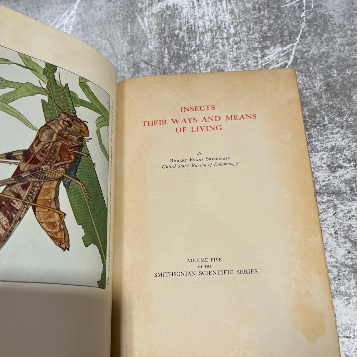 insects their ways and means of living book, by robert evans snodgrass, 1934 Hardcover image 2