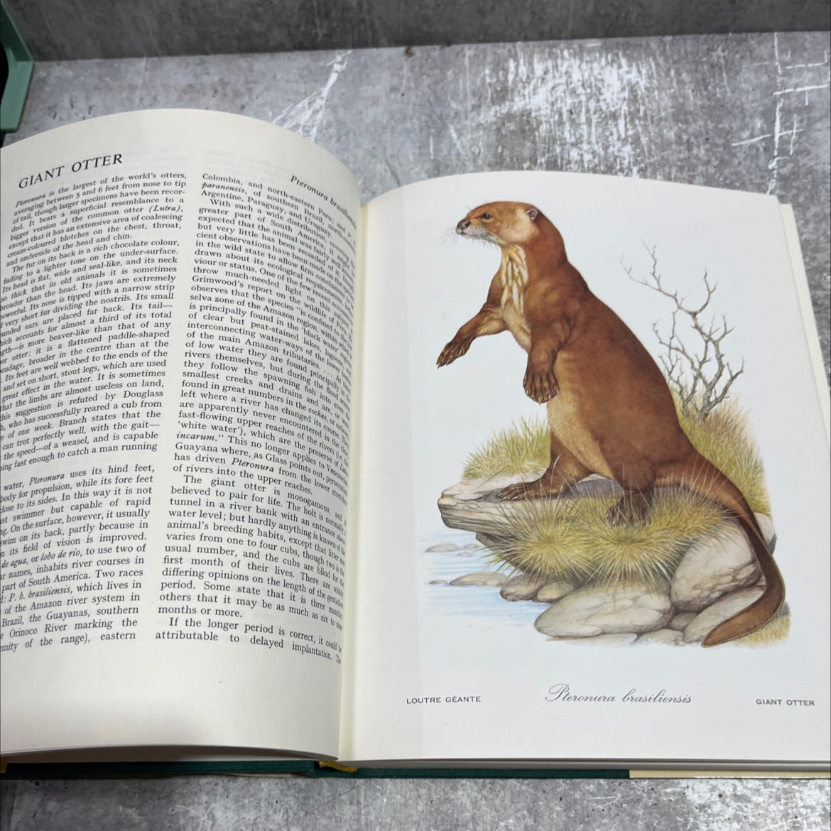 last survivors the natural history of animals in danger of extinction book, by noel simon, paul géroudet, 1970 Hardcover image 4