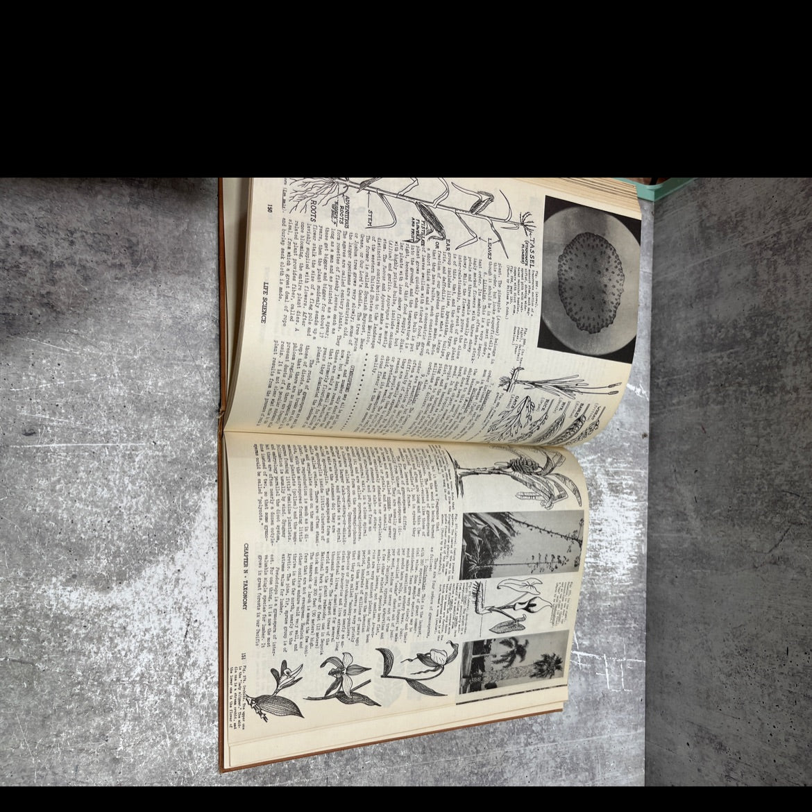 life science book, by M. W. de Laubenfels, 1946 Hardcover image 4