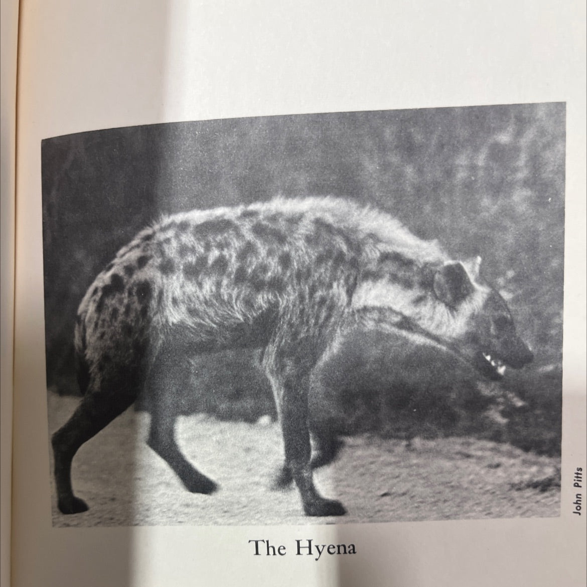 lion man is the prey book, by james clarke, 1969 Hardcover image 4