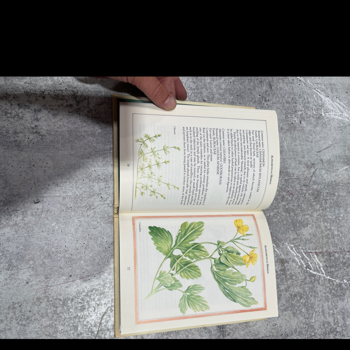 marigold introduction guides herbs and health book, by nicola peterson, 1989 Hardcover image 4
