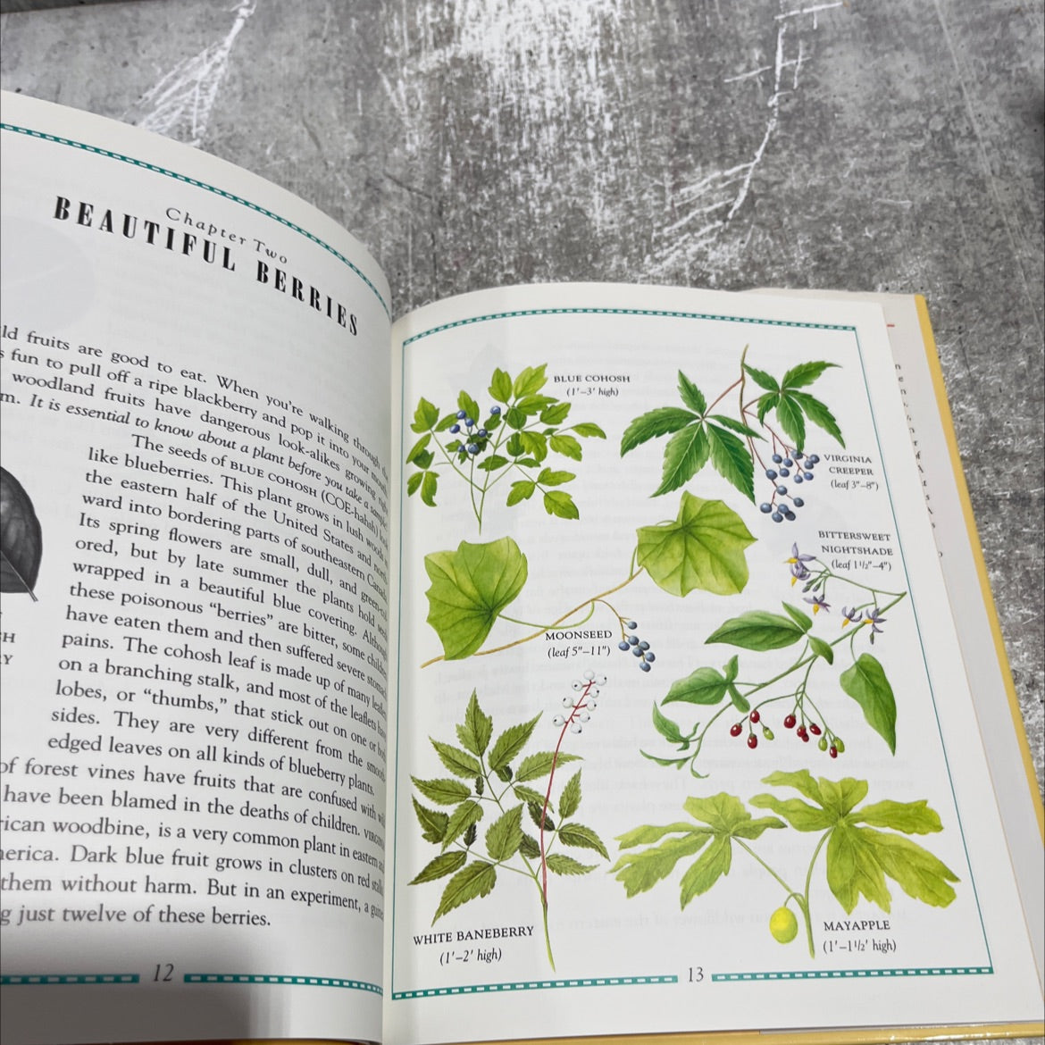 moonseed and mistletoe a book of poisonous wild plants book, by Carol Lerner, 1988 Hardcover image 4