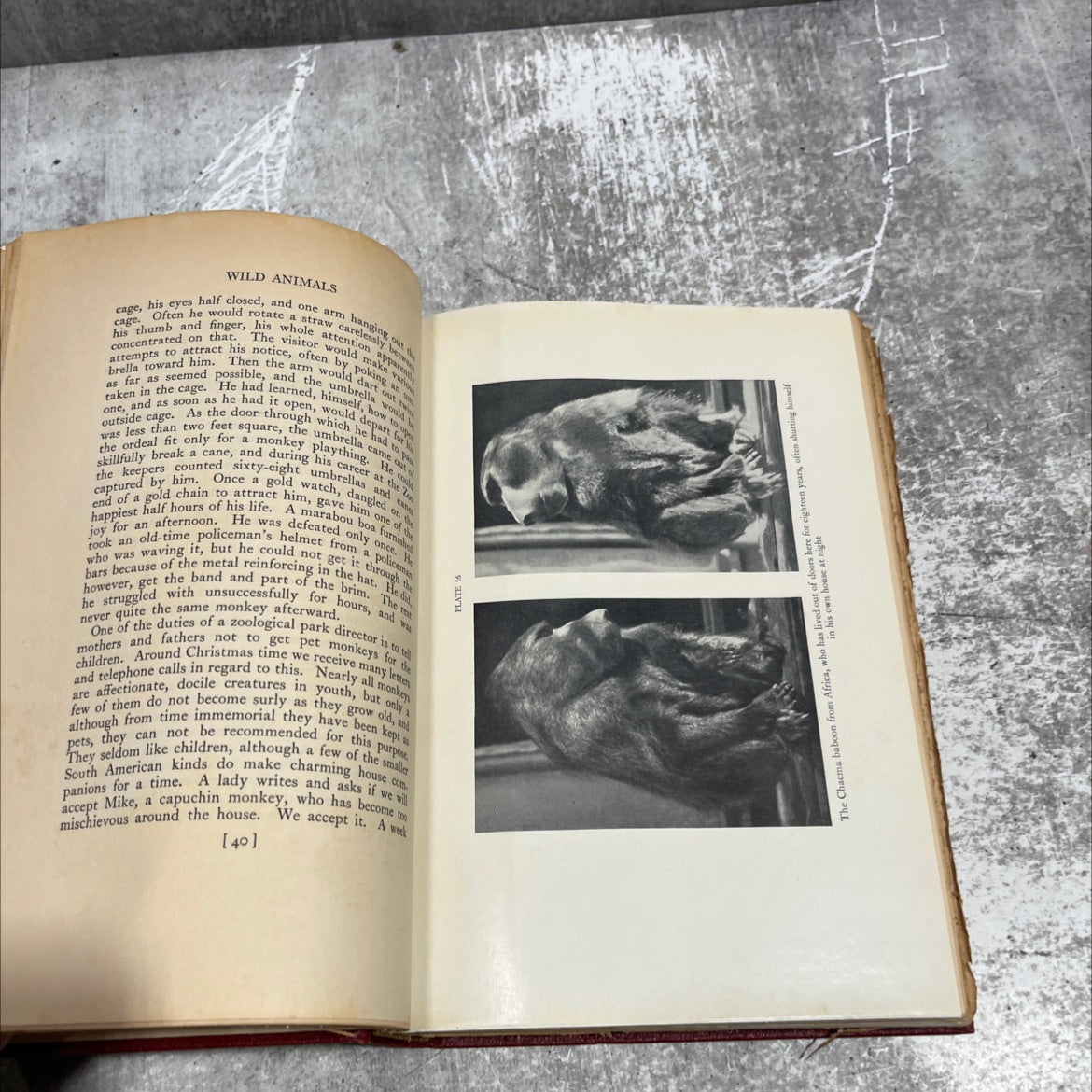 morning milk wild animals in and out of the zoo book, by william m. mann, 1934 Hardcover image 4