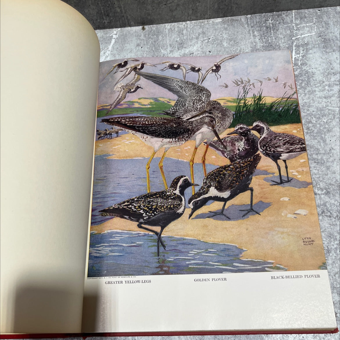 our american game birds book, by van campen heilner, 1941 Hardcover image 4