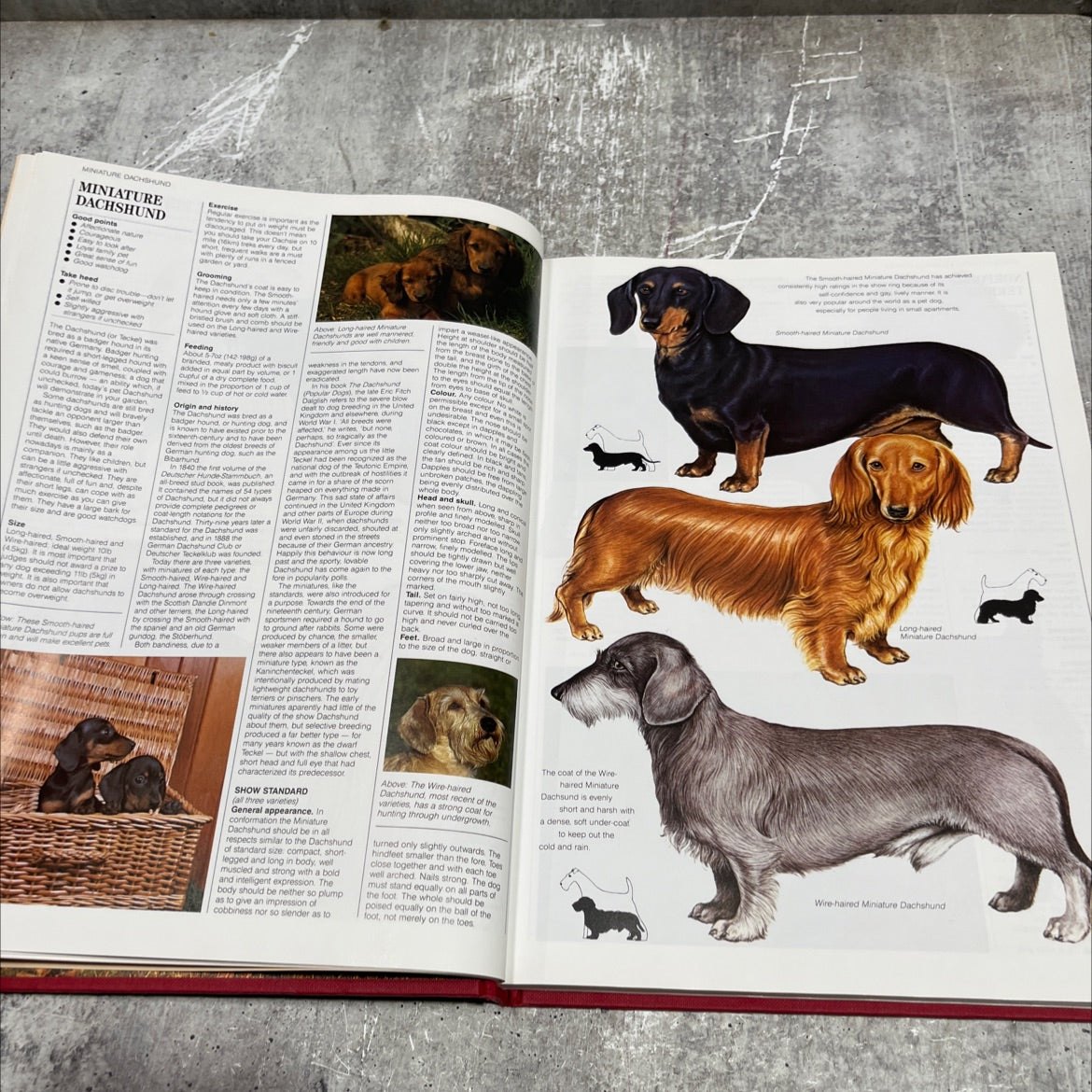 owning the right dog book, by Joan Palmer, 1993 Hardcover image 4