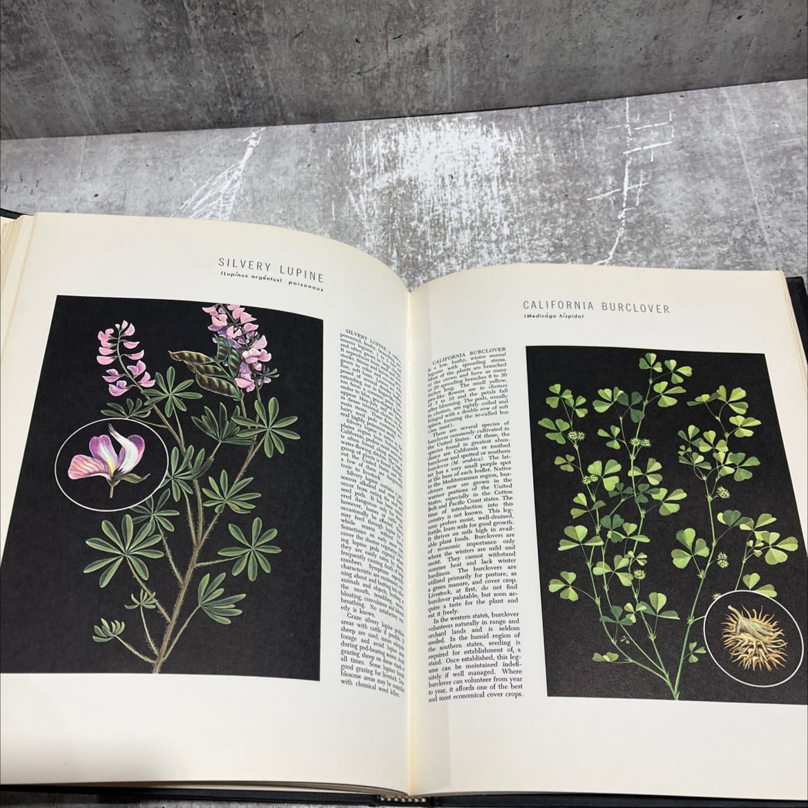 pasture and range plants book, by phillips petroleum company, 1974 Hardcover image 4