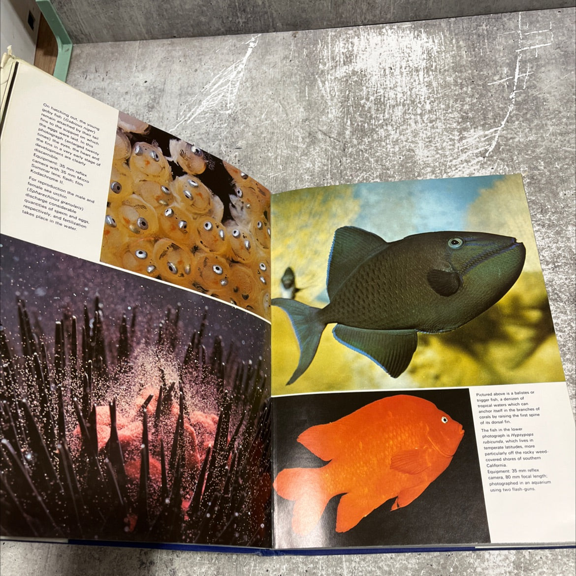 photographing wildlife book, by jean-marie baufle, jean-philippe varin, 1972 Hardcover image 4