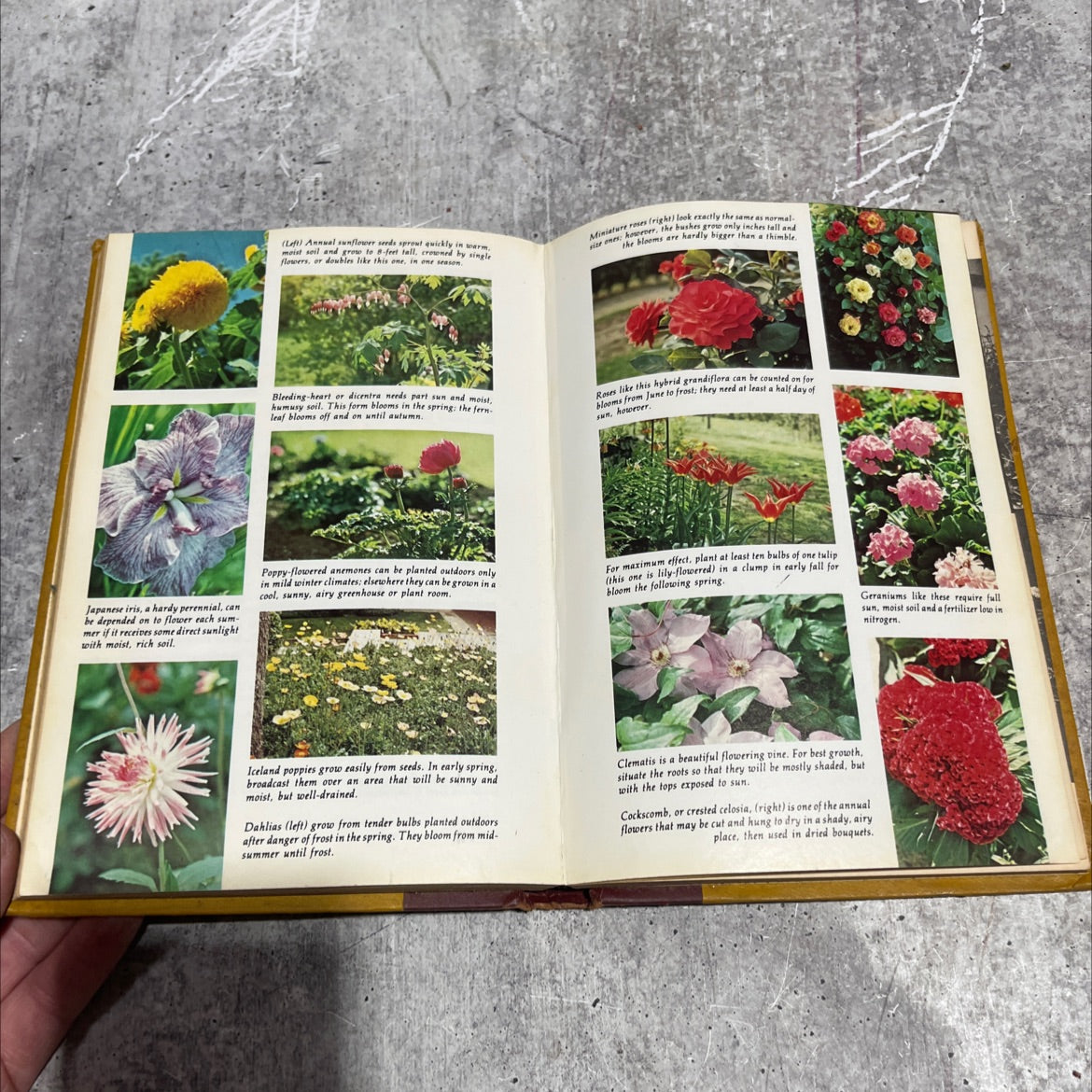 regras the flower gardener's answer book book, by Francesca Morris, 1977 Hardcover image 4
