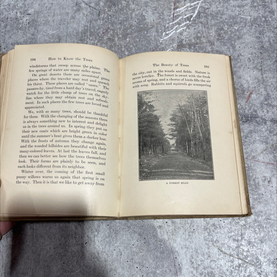 saphies the story of the forest book, by john gordon dorrance, 1916 Hardcover image 4