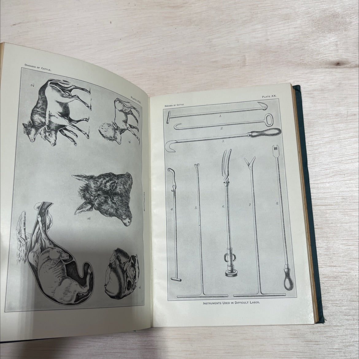 special report on diseases of cattle book, by U. S. Department of Agriculture, Bureau of Animal Industry, 1923 Hardcover image 4