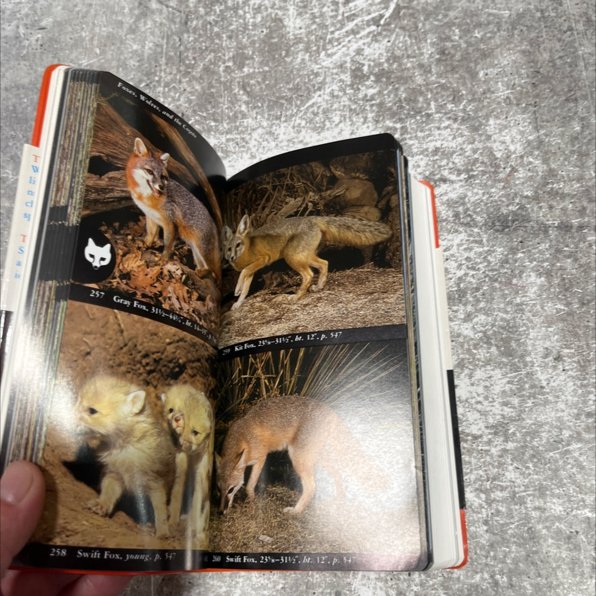 the audubon society field guide to north american mammals book, by John O. Whitaker, Jr., 1993 Leather image 4