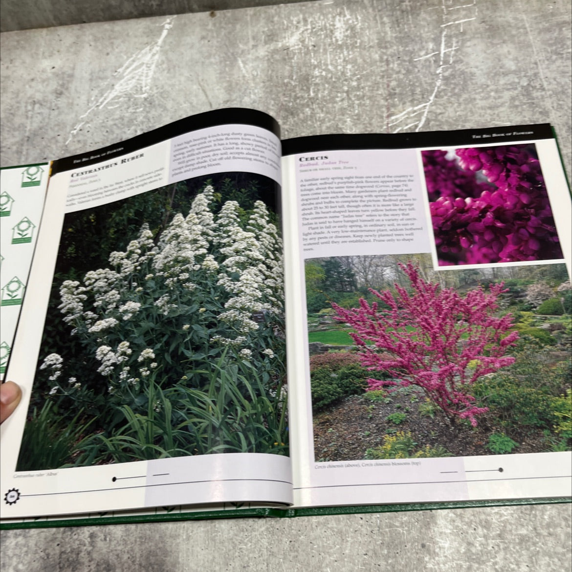 the big book of flowers book, by A. Cort Sinnes, 2000 Hardcover image 4