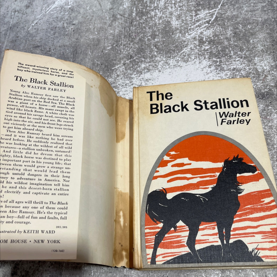 the black stallion book, by Walter Farley, 1968 Hardcover image 4