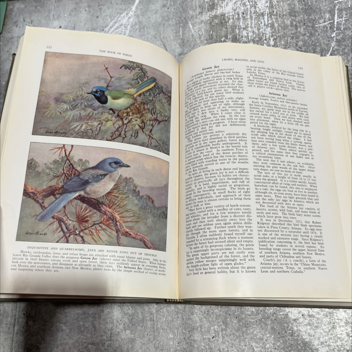 the book of birds book, by gilbert grosvenor, alexander wetmore, 1937 Hardcover image 4