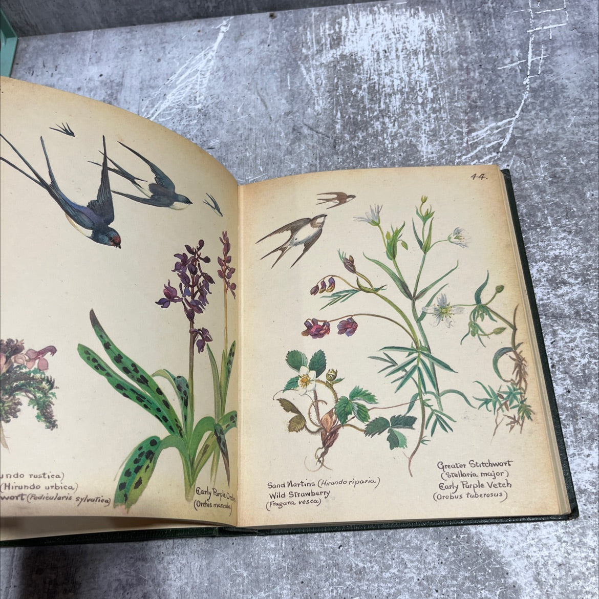 the country diary of an edwardian lady book, by unknown, 1977 Hardcover image 4